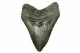 Serrated, Fossil Megalodon Tooth - South Carolina #254588-1